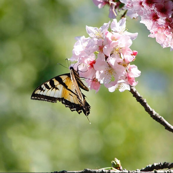 🦋 LIKE THIS LISTING TO BOOKMARK MY CLOSET 🦋 - Picture 2 of 2